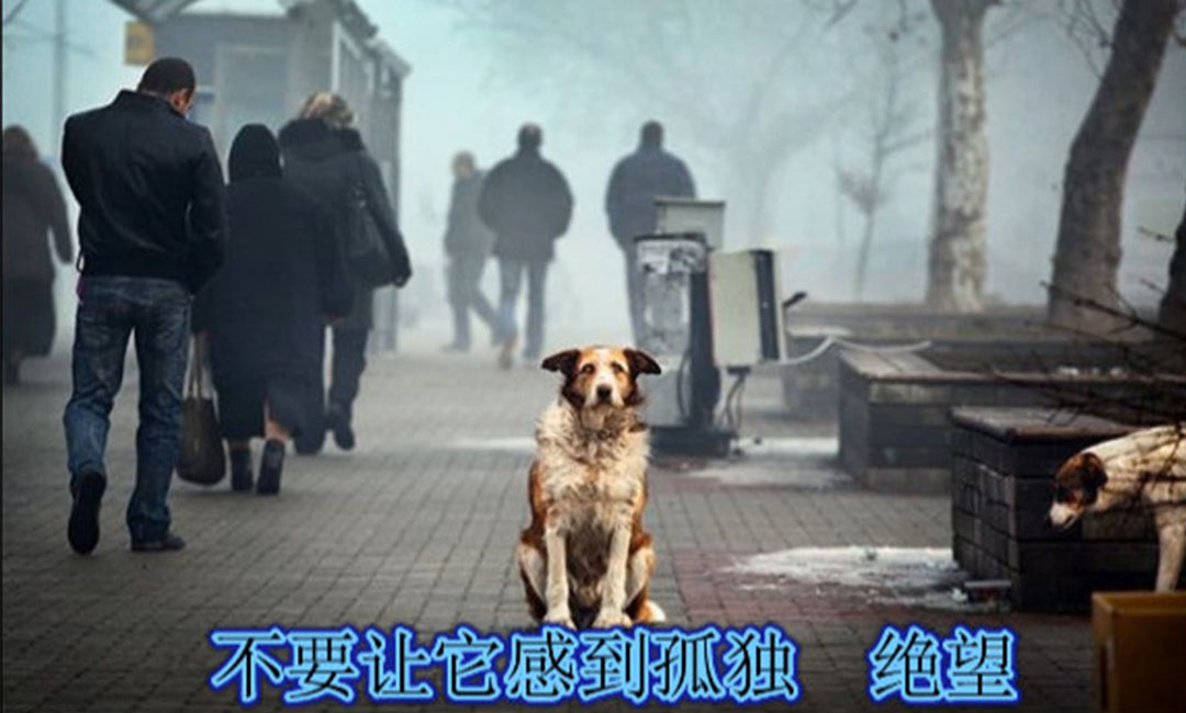 浦东新区浦东新区爱影圈微博微信转发案例
